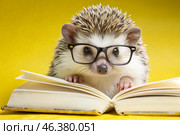 Education and reading. A funny little spiky hedgehog with glasses reads a book on a yellow background. Стоковое AI-изображение, AI-художник Photojuli / Фотобанк Лори