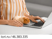 Beautiful young woman with cute guinea pig working on laptop at home. Стоковое фото, фотограф Pixel_shot / Фотобанк Лори