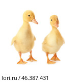 Cute ducklings on white background. Стоковое фото, фотограф Pixel_shot / Фотобанк Лори
