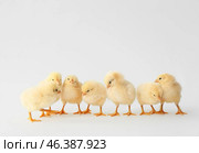 Cute hatched chicks on light background. Стоковое фото, фотограф Pixel_shot / Фотобанк Лори