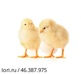 Cute hatched chicks on white background. Стоковое фото, фотограф Pixel_shot / Фотобанк Лори