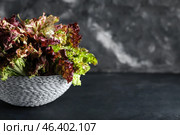 Wicker basket with fresh Lollo Rosso lettuce on dark background. Стоковое фото, фотограф Pixel_shot / Фотобанк Лори