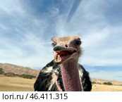 African ostrich (lat. - Struthio camelus) in the Yotvata Hai-Bar Nature Reserve. Стоковое фото, фотограф Irina Opachevsky / Фотобанк Лори