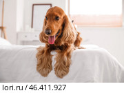 Red cocker spaniel lying on bed at home. Стоковое фото, фотограф Pixel_shot / Фотобанк Лори
