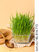 Fresh wheatgrass and spoon on beige background. Стоковое фото, фотограф Pixel_shot / Фотобанк Лори