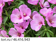 Beautiful lilac flowers on summer day, closeup. Стоковое фото, фотограф Pixel_shot / Фотобанк Лори