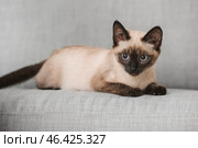 Cute Thai cat on sofa at home. Стоковое фото, фотограф Pixel_shot / Фотобанк Лори