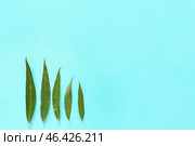 Green osier leaves on color background. Стоковое фото, фотограф Pixel_shot / Фотобанк Лори