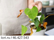 Woman and wilted houseplant with water drops at home, closeup. Стоковое фото, фотограф Pixel_shot / Фотобанк Лори