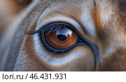 Majestic close-up of a gazelle's eye showcasing intricate details in the wild during golden hour. Стоковое AI-изображение, AI-художник Сергей Толмачёв / Фотобанк Лори