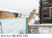 Рыжий пес на цепи охраняет дом. Стоковое фото, фотограф Яковлев Сергей / Фотобанк Лори