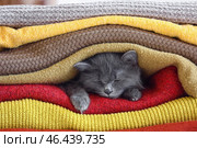 Милый котик лежит под теплыми пледами. Концепция отопительного сезона. Стоковое фото, фотограф Pixel_shot / Фотобанк Лори