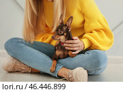 Красивая молодая женщина с милой той-терьером сидит на светлой стене. Стоковое фото, фотограф Pixel_shot / Фотобанк Лори