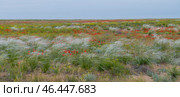 Panorama of blooming steppe on a May day. Kalmykia, Russia. Стоковое фото, фотограф Виктор Карасев / Фотобанк Лори