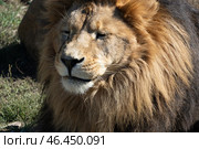 Lion Closeup Portrait Wildlife - A close-up portrait of a lion, showcasing its majestic mane and intense gaze. The image highlights the beauty and power of this magnificent animal. Стоковое фото, фотограф svetograph / Фотобанк Лори