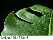 Лист монстера с каплями воды на темном фоне, близком расстоянии. Стоковое фото, фотограф Pixel_shot / Фотобанк Лори