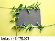 Ветки Рускуса и заглушку на цветном фоне. Стоковое фото, фотограф Pixel_shot / Фотобанк Лори