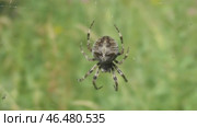 Паук угловатый крестовик Araneus angulatus на паутине. Стоковое видео, видеограф Александр Мамонтов / Фотобанк Лори