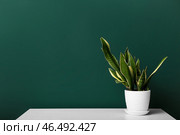 Змеиное растение в горшке на столе у зеленой стены. Стоковое фото, фотограф Pixel_shot / Фотобанк Лори