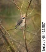 One bohemian waxwing bird that breeds in the northern coniferous forests with gray plumage, black face markings and a pointed crest sitting on branch of tree or bush twig looking at camera. Стоковое фото, фотограф Елена Кабенкина / Фотобанк Лори