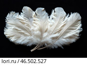 Delicate white feathers fanned out on a black background. Their texture is detailed, with clearly defined fibers, creating an effect of airiness and lightness. The contrast between white and black emphasizes the sophistication and elegance of the composition. The scene evokes associations with purity, innocence, angelic images or theatrical accessories. Стоковое AI-изображение, AI-художник Анна Кривицкая / Фотобанк Лори