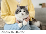 Владелец с милым котом после стерилизации дома. Стоковое фото, фотограф Pixel_shot / Фотобанк Лори