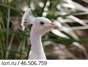 White peacock (Pavo cristatus mut. alba) Стоковое фото, фотограф Irina Opachevsky / Фотобанк Лори
