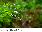 Цветущая спирея серая (лат. Spiraea cinerea) на дачном участке. Стоковое фото, фотограф Андрей Пустякин / Фотобанк Лори