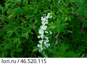 Цветущая спирея серая (лат. Spiraea cinerea) на дачном участке. Стоковое фото, фотограф Андрей Пустякин / Фотобанк Лори