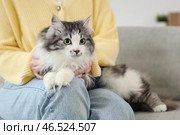 Владелец с милым котом после стерилизации дома. Стоковое фото, фотограф Pixel_shot / Фотобанк Лори
