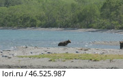Brown bear hunts for salmon. Стоковое видео, видеограф Михаил Коханчиков / Фотобанк Лори