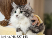 Владелец держит милую кошку после стерилизации дома, крупный план. Стоковое фото, фотограф Pixel_shot / Фотобанк Лори