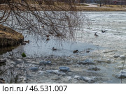 Утки плавают на апрельском пруду, где у берега растаял лед. Стоковое фото, фотограф Валерий Иванович Клейменов / Фотобанк Лори
