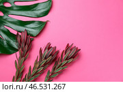Тропические цветы с листом монстеры на цветном фоне. Стоковое фото, фотограф Pixel_shot / Фотобанк Лори