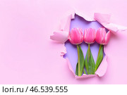 Красивые цветы видны сквозь разорванную цветную бумагу. Стоковое фото, фотограф Pixel_shot / Фотобанк Лори