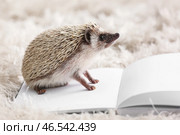 Симпатичный ёжик с чистой книгой на мягком коврике. Стоковое фото, фотограф Pixel_shot / Фотобанк Лори