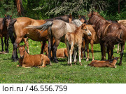 Южный Урал, табун лошадей с жеребятами на пастбище летом. Southern Urals, a herd of horses with foals in a pasture in summer. Стоковое фото, фотограф Евгений Романов / Фотобанк Лори