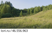 Южный Урал, табун лошадей на пастбище летом. Southern Urals, a herd of horses in a pasture in summer. Стоковое видео, видеограф Евгений Романов / Фотобанк Лори