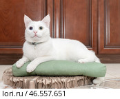 White cat with blue and yellow eyes lies on a pillow. Portrait of a white cat with beautiful bicolor heterochromatic eyes. Стоковое фото, фотограф Мария Паина / Фотобанк Лори