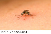 Close-up of mosquito on human skin, blood-sucking insect, disease carrier, malaria, dengue transmitter, Zika spreader, health risk, outdoor pest. Стоковое AI-изображение, AI-художник Павел Муравьев / Фотобанк Лори