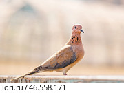 Laughing dove drink water from fountain. Стоковое фото, фотограф Екатерина Якименко / Фотобанк Лори