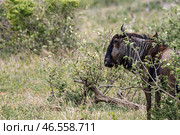 Blue wildebeest in African savanna (2023 год). Стоковое фото, фотограф Екатерина Якименко / Фотобанк Лори