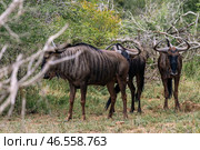 Three wildebeest in african savanna (2023 год). Стоковое фото, фотограф Екатерина Якименко / Фотобанк Лори
