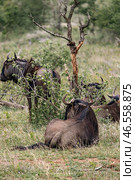 Blue wildebeest resting in African savanna (2023 год). Стоковое фото, фотограф Екатерина Якименко / Фотобанк Лори