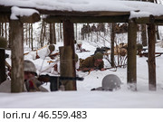 Sestroretsk, Russia - February 19, 2023: Soldiers reenact a WWII winter battle amidst snow-covered trees and makeshift cover at a historical restoration event. Редакционное фото, фотограф Aleksandr Golubev / Фотобанк Лори