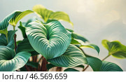 Lush green leaves of a tropical plant thrive under soft sunlight in a serene indoor environment. Стоковое AI-изображение, AI-художник Сергей Толмачёв / Фотобанк Лори