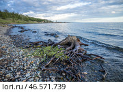 Монголия. Побережье озера Хубсугул. Стоковое фото, фотограф Марина Лысцева / ТАСС / Фотобанк Лори