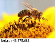 Пчела, собирающая пыльцу с подсолнуха. Стоковое фото, фотограф Владимир Смирнов / ТАСС / Фотобанк Лори