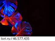 Неоновые тропические листья монстеры на черном фоне. Стоковое фото, фотограф Pixel_shot / Фотобанк Лори