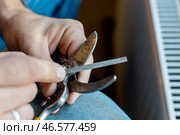 A man sharpens garden pruning shears with a file. Garden tool maintenance. Стоковое фото, фотограф Коханова Наталья / Фотобанк Лори